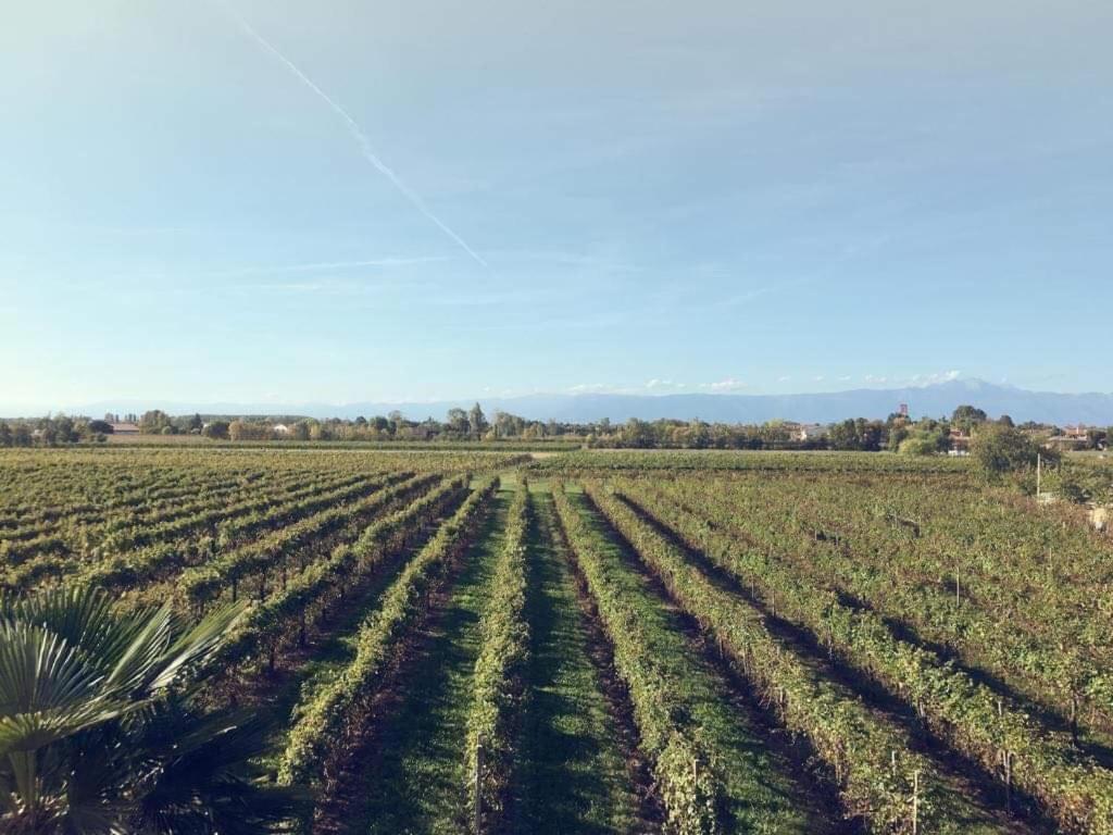Villa Sofia Pramaggiore Eksteriør billede